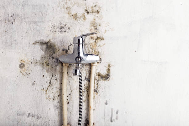Best Commercial Mold Remediation in Gaylord, MN