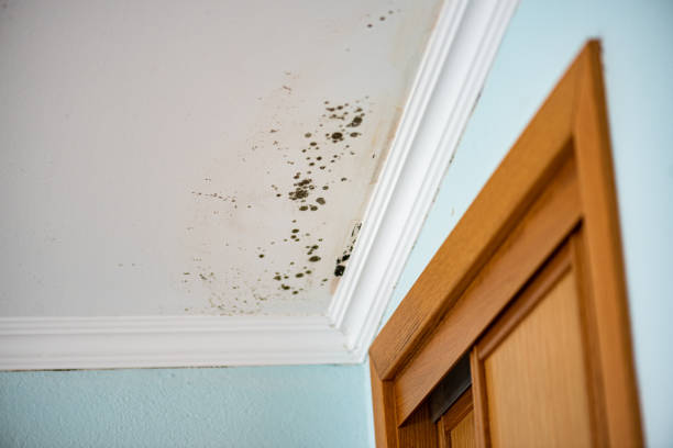 Best Attic Mold Remediation in Gaylord, MN