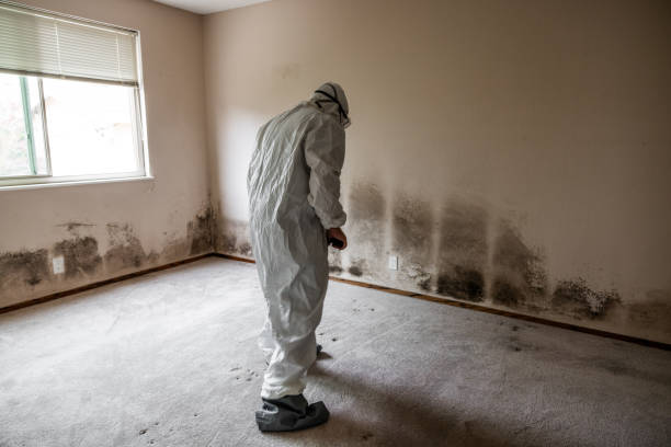Best Black Mold Remediation in Gaylord, MN