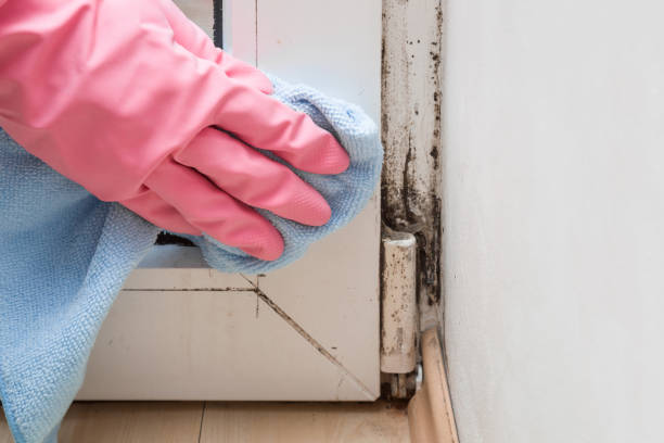 Best Industrial Mold Remediation in Gaylord, MN